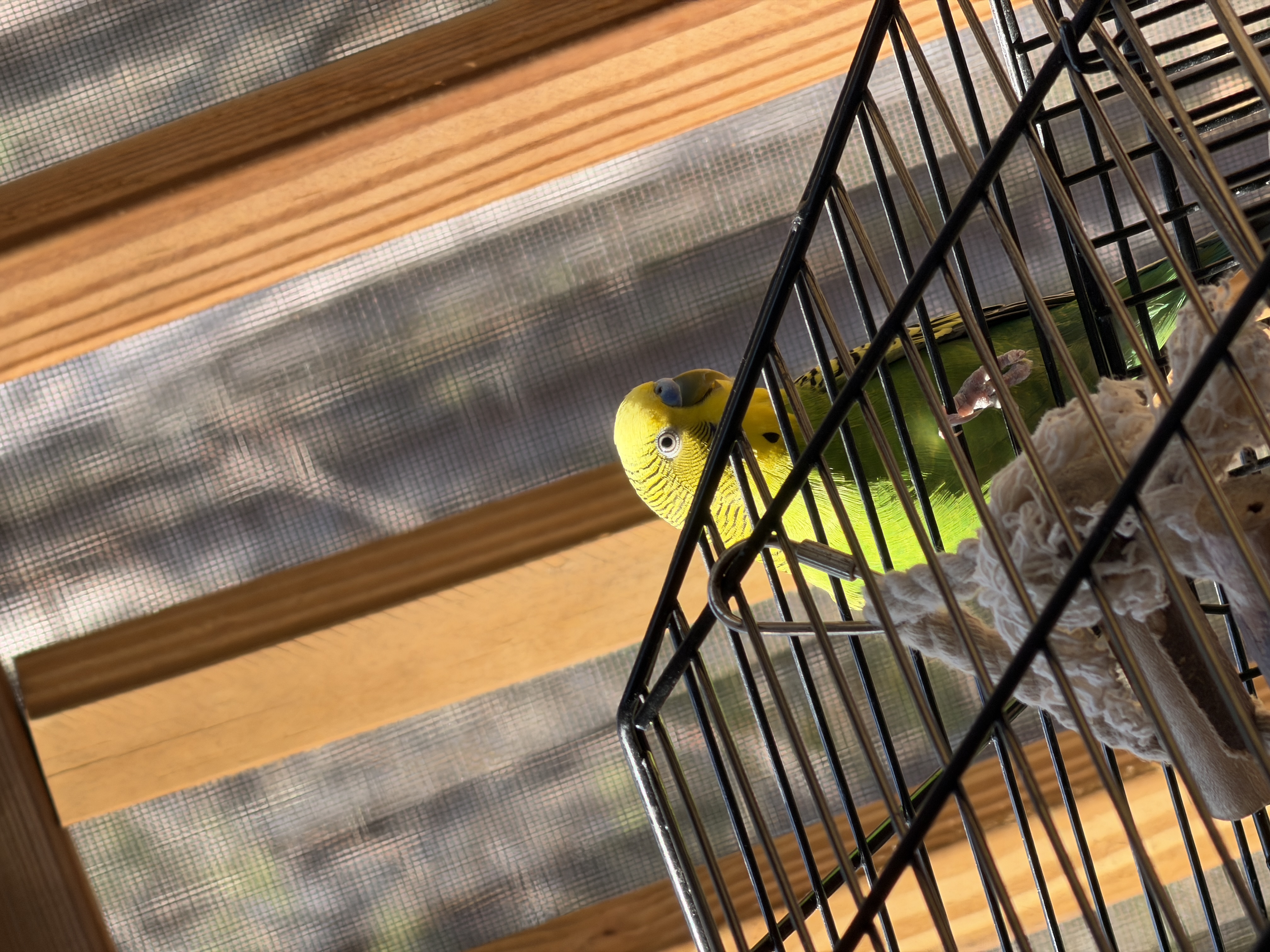 Aviary moment