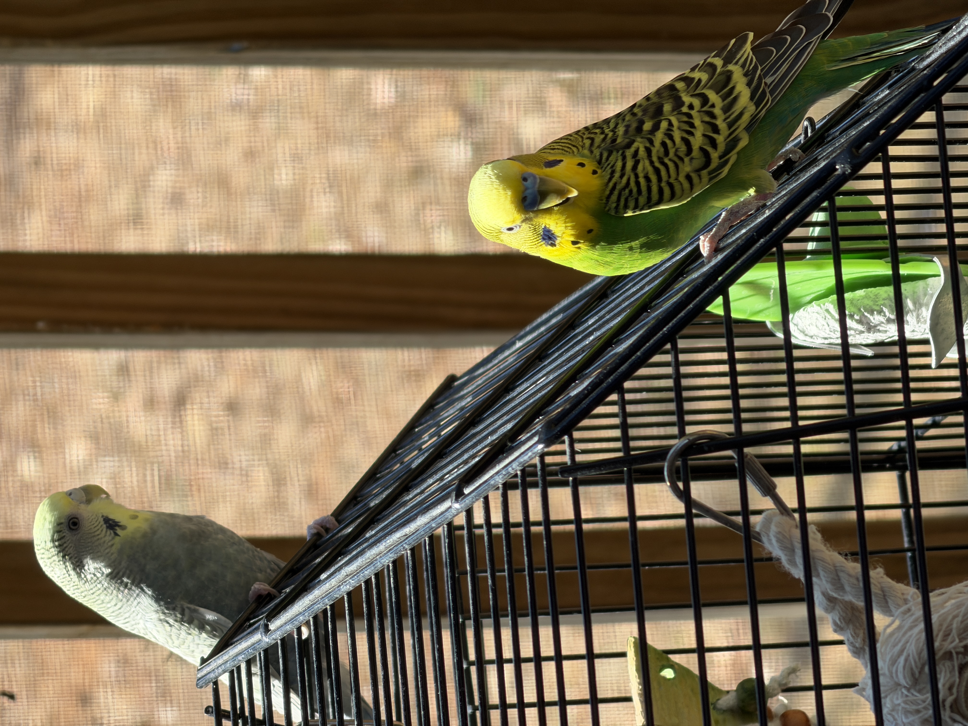 Aviary moment