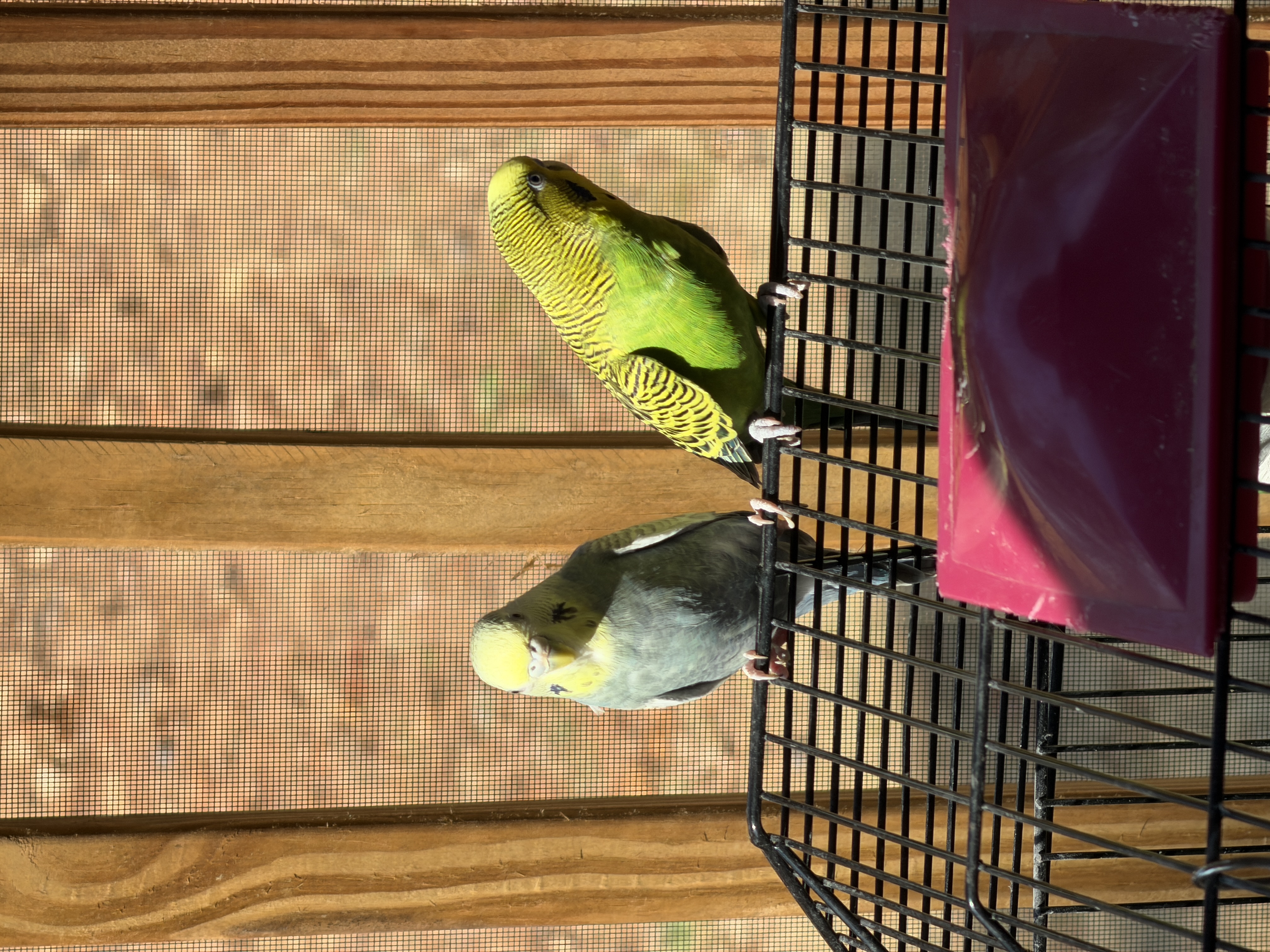 Aviary moment