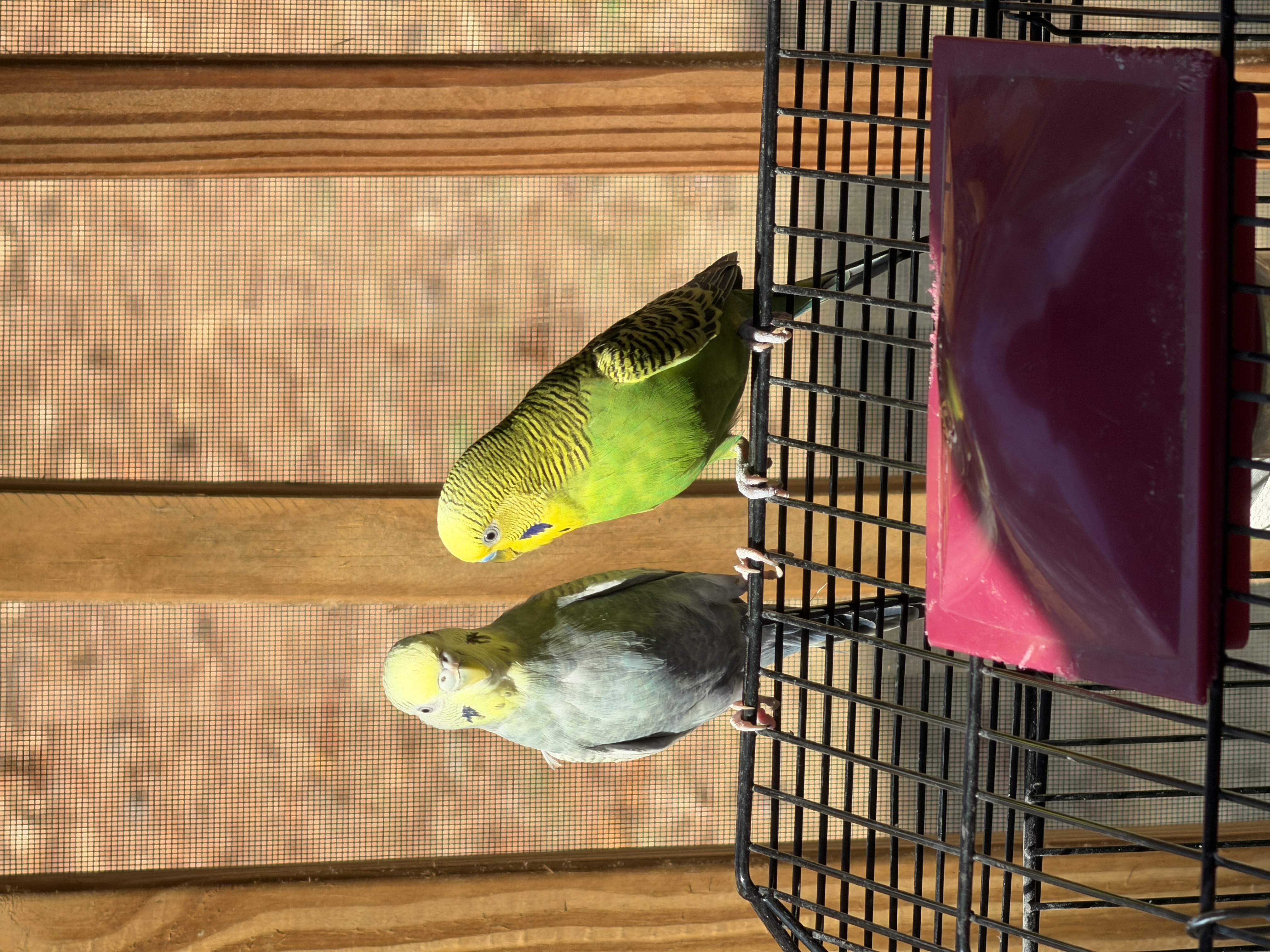 Aviary moment