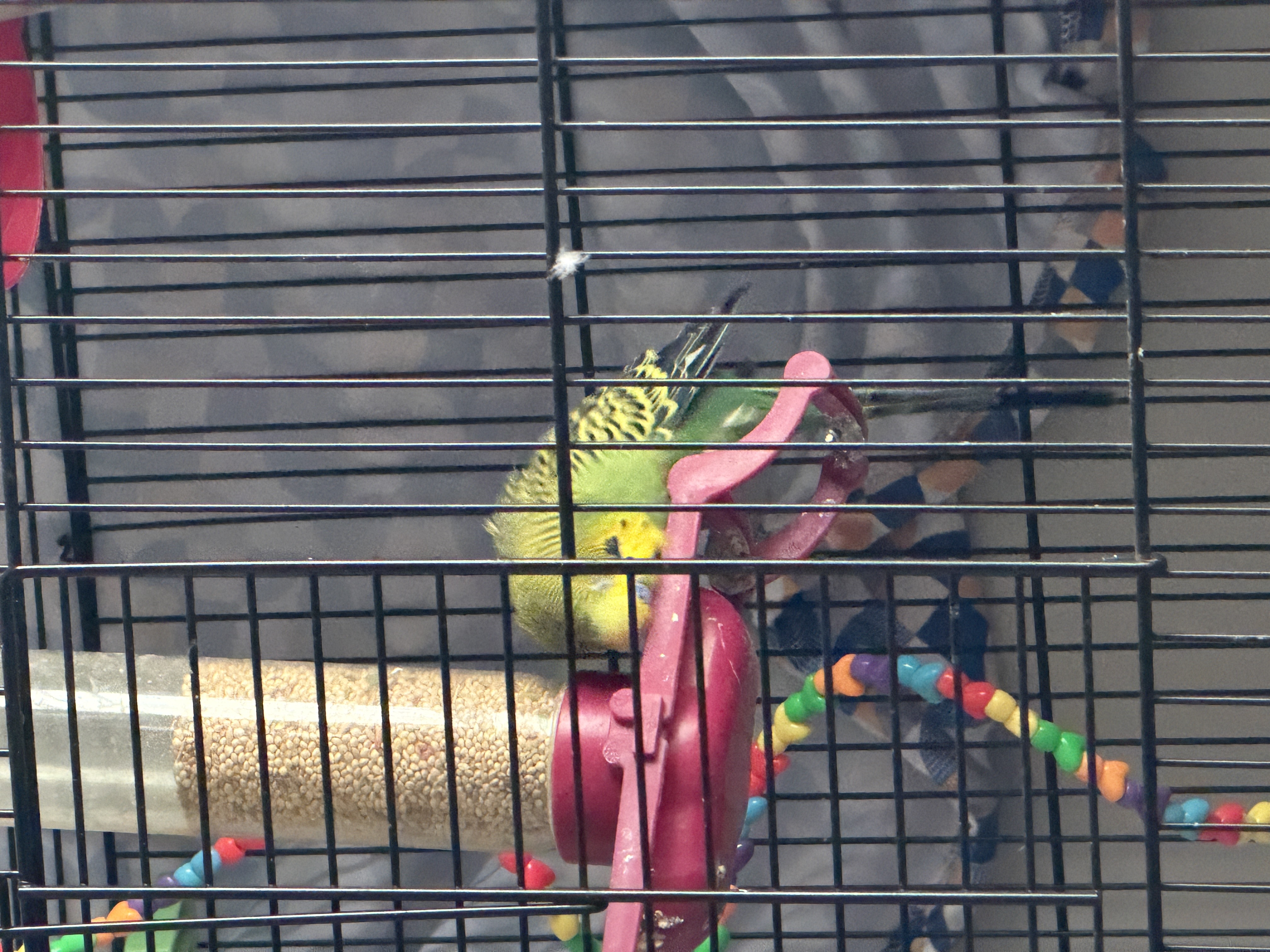 Aviary moment