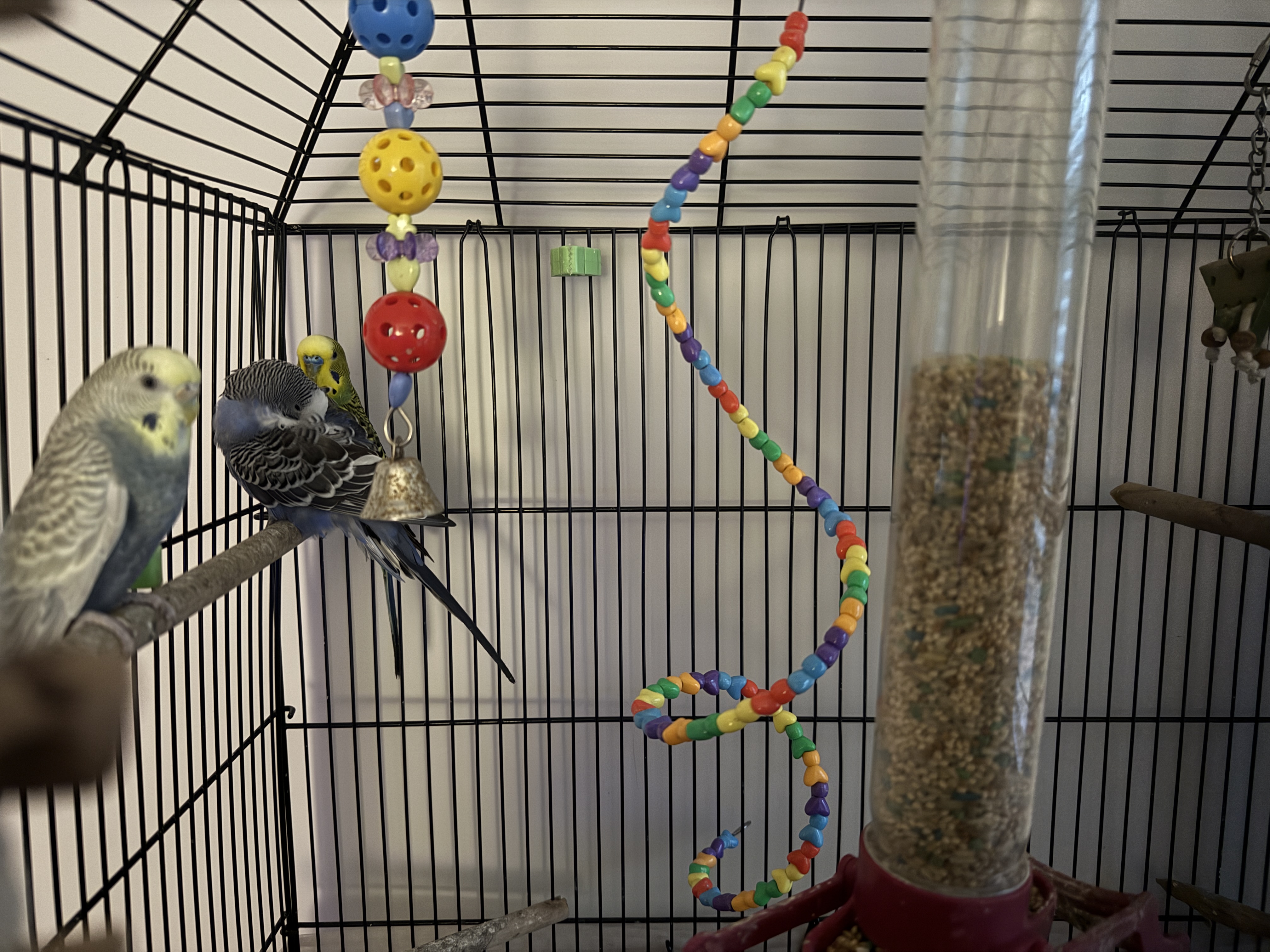 Aviary moment