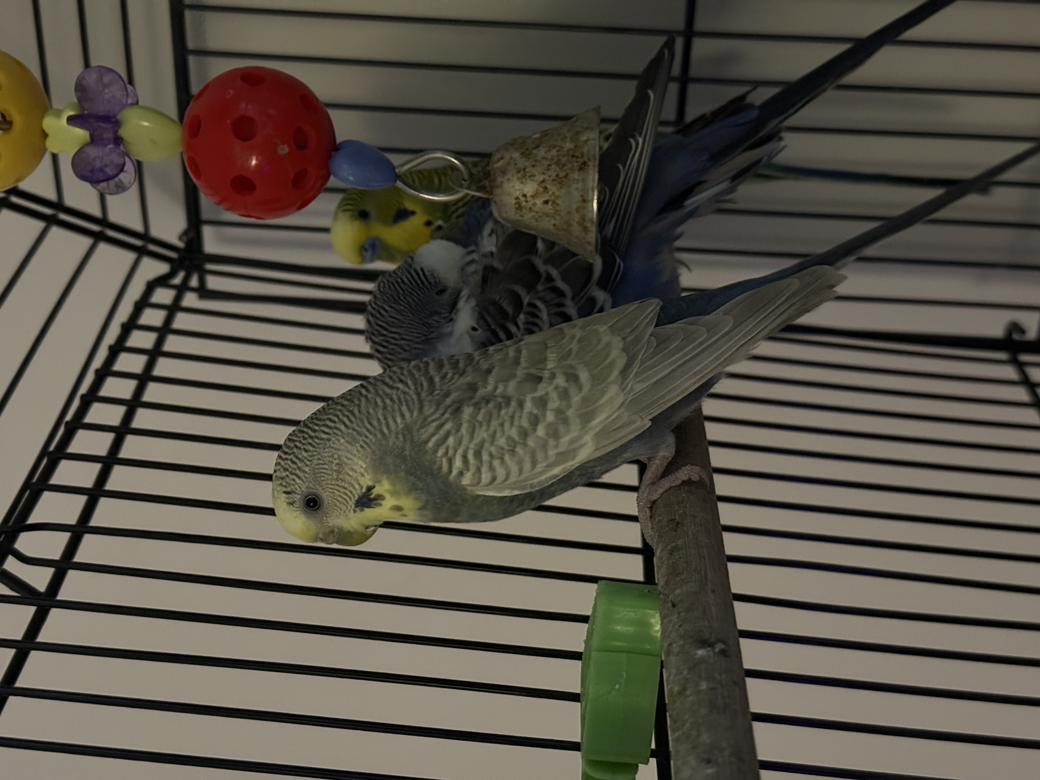 Aviary moment