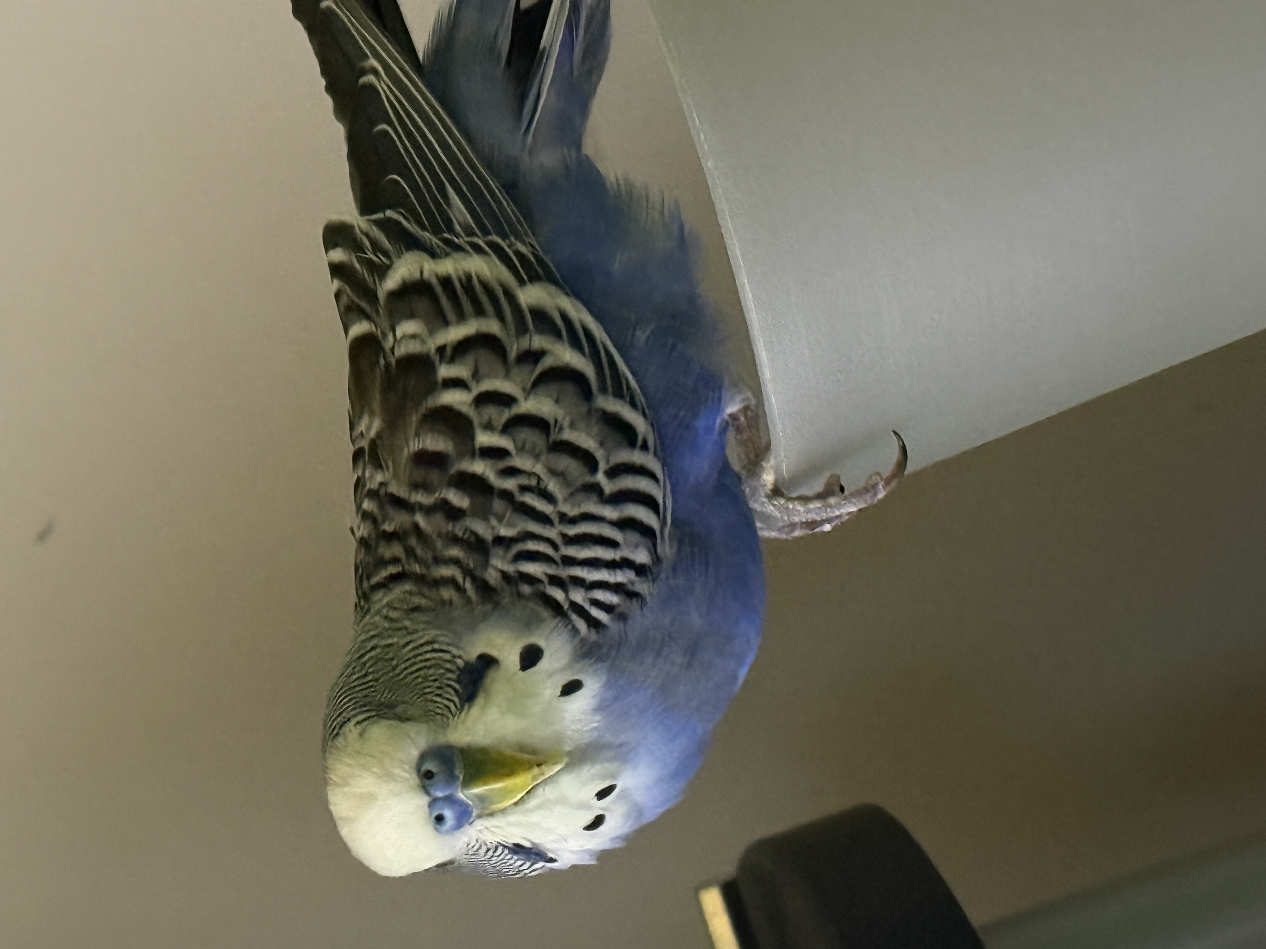 Aviary moment