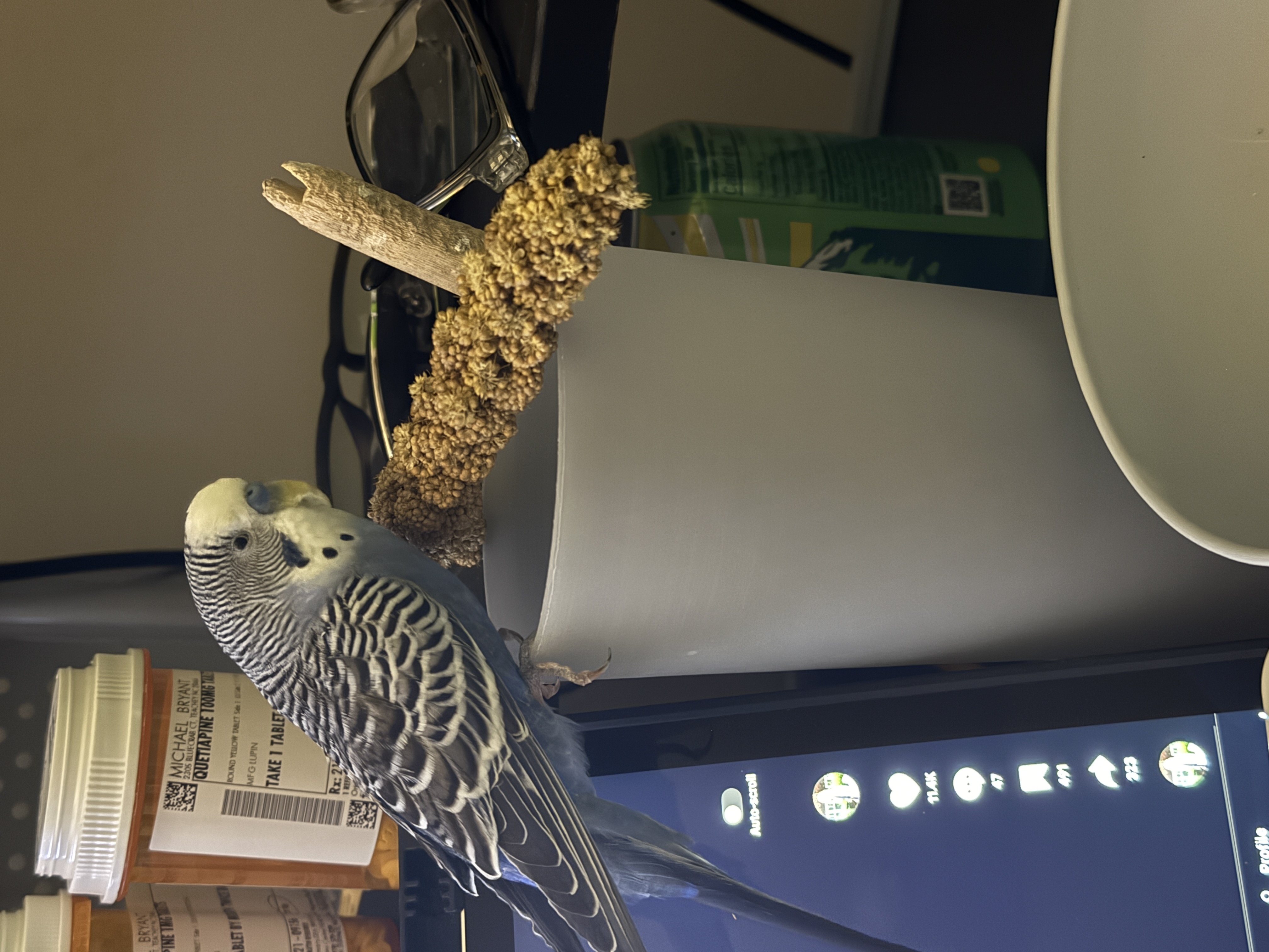 Aviary moment