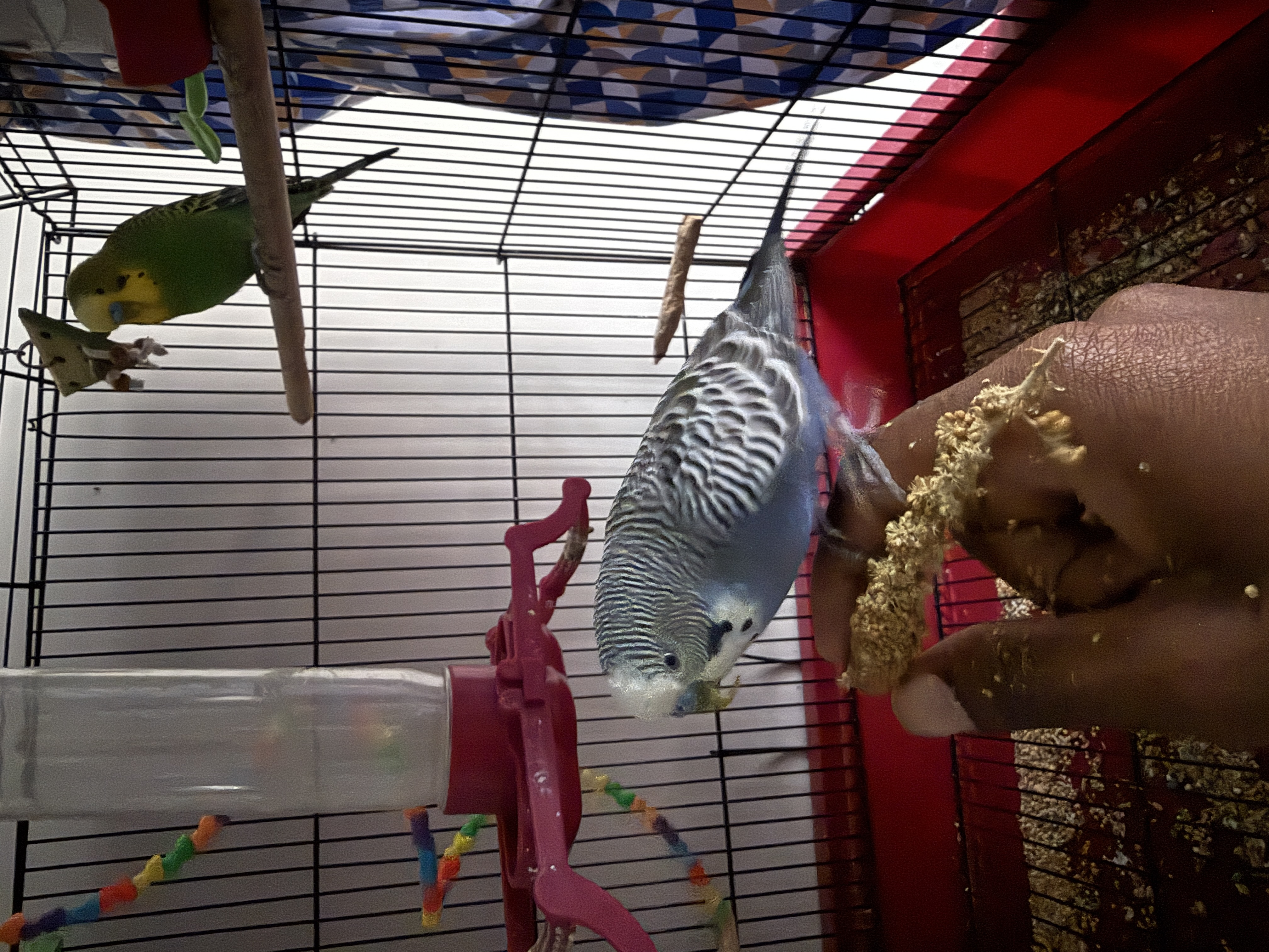Aviary moment