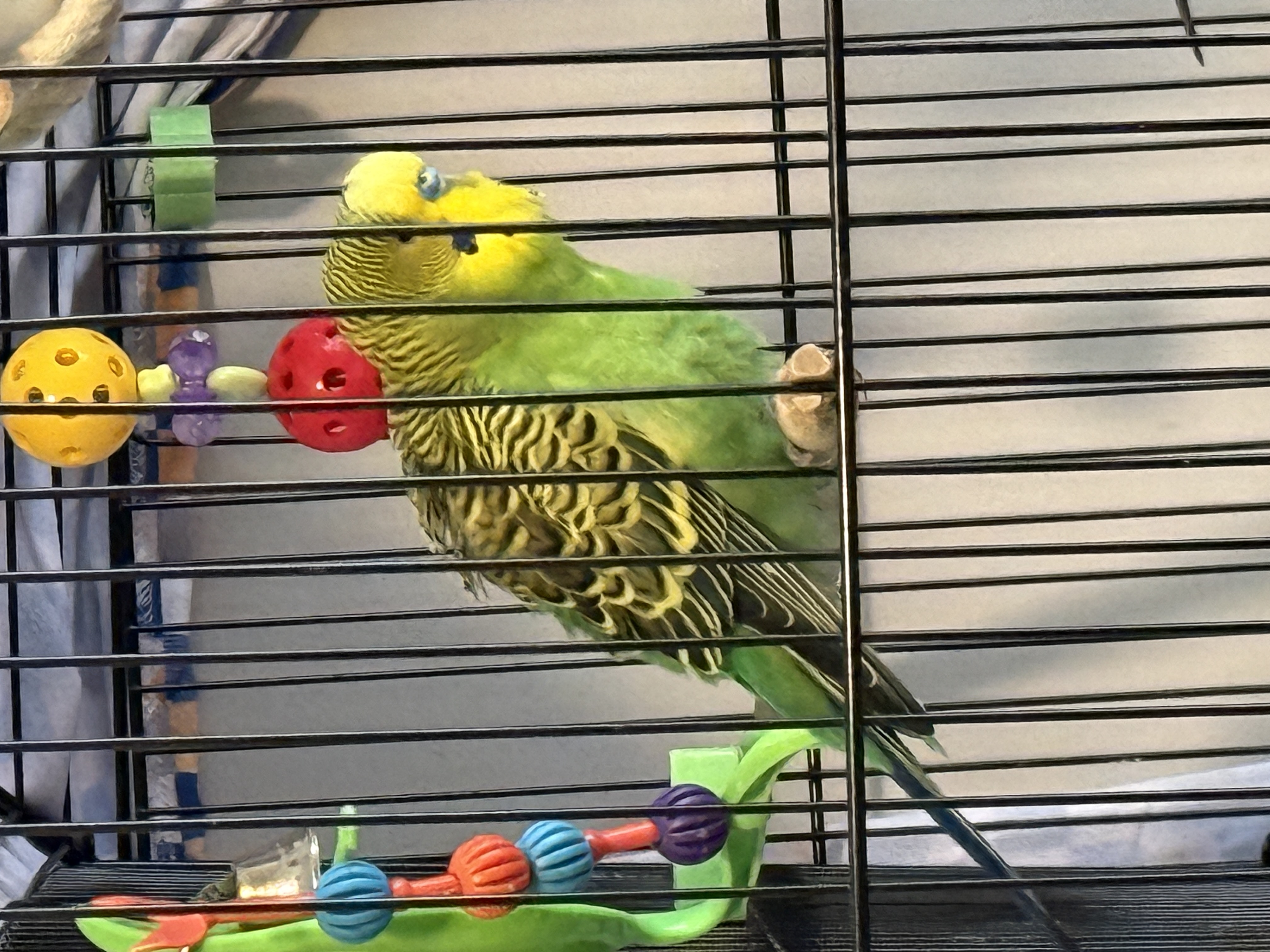 Aviary moment