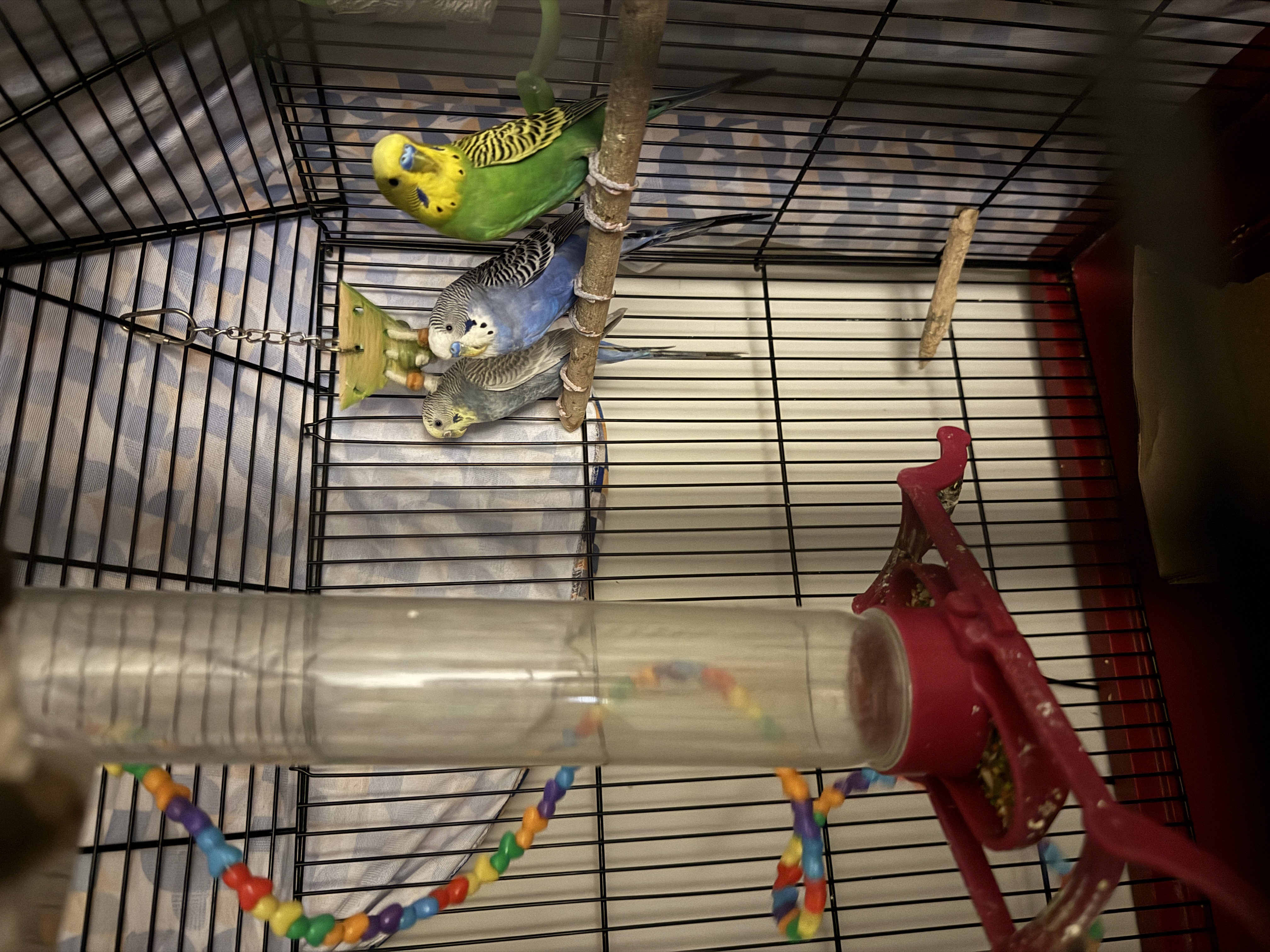 Aviary moment