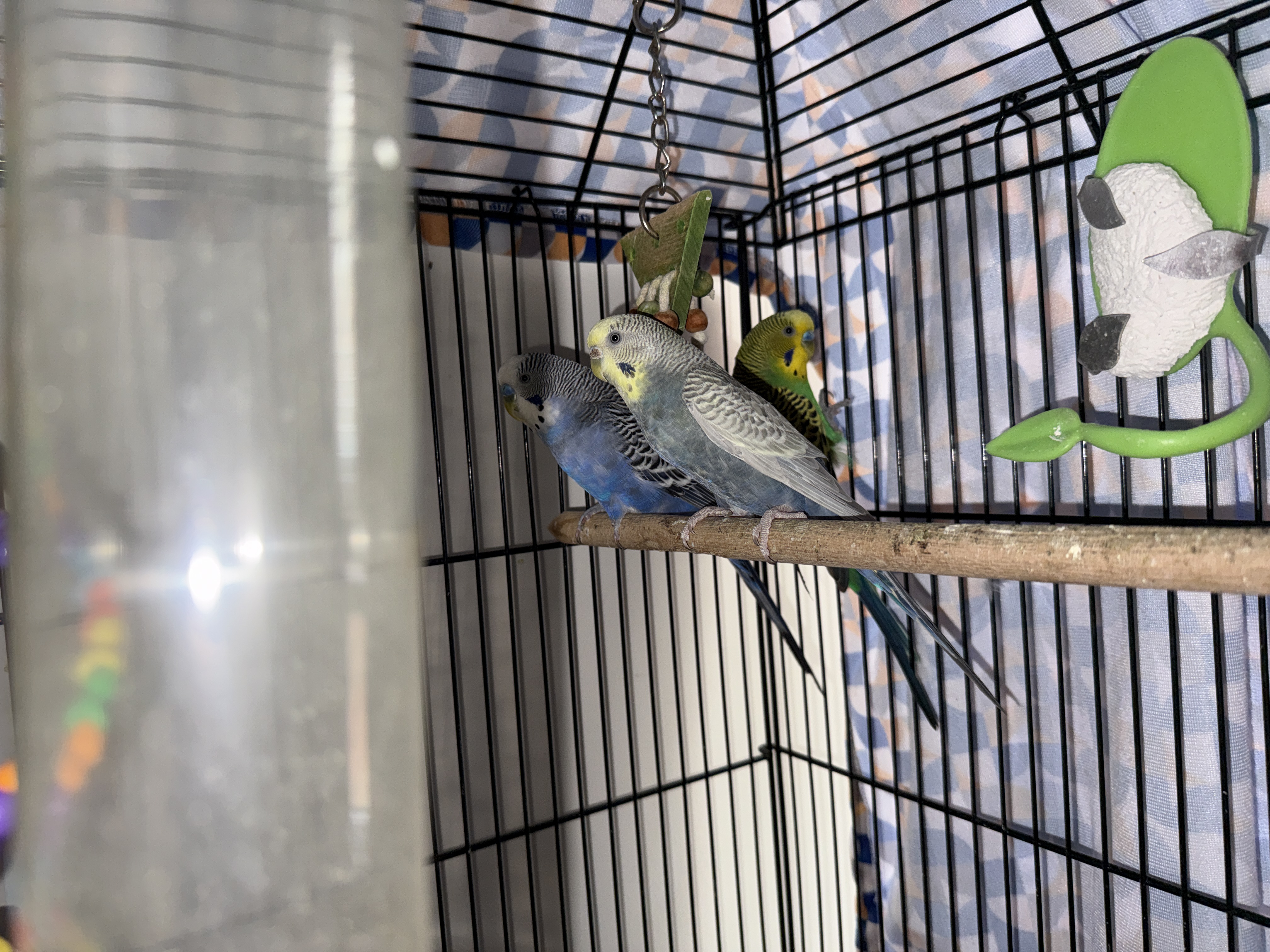 Aviary moment