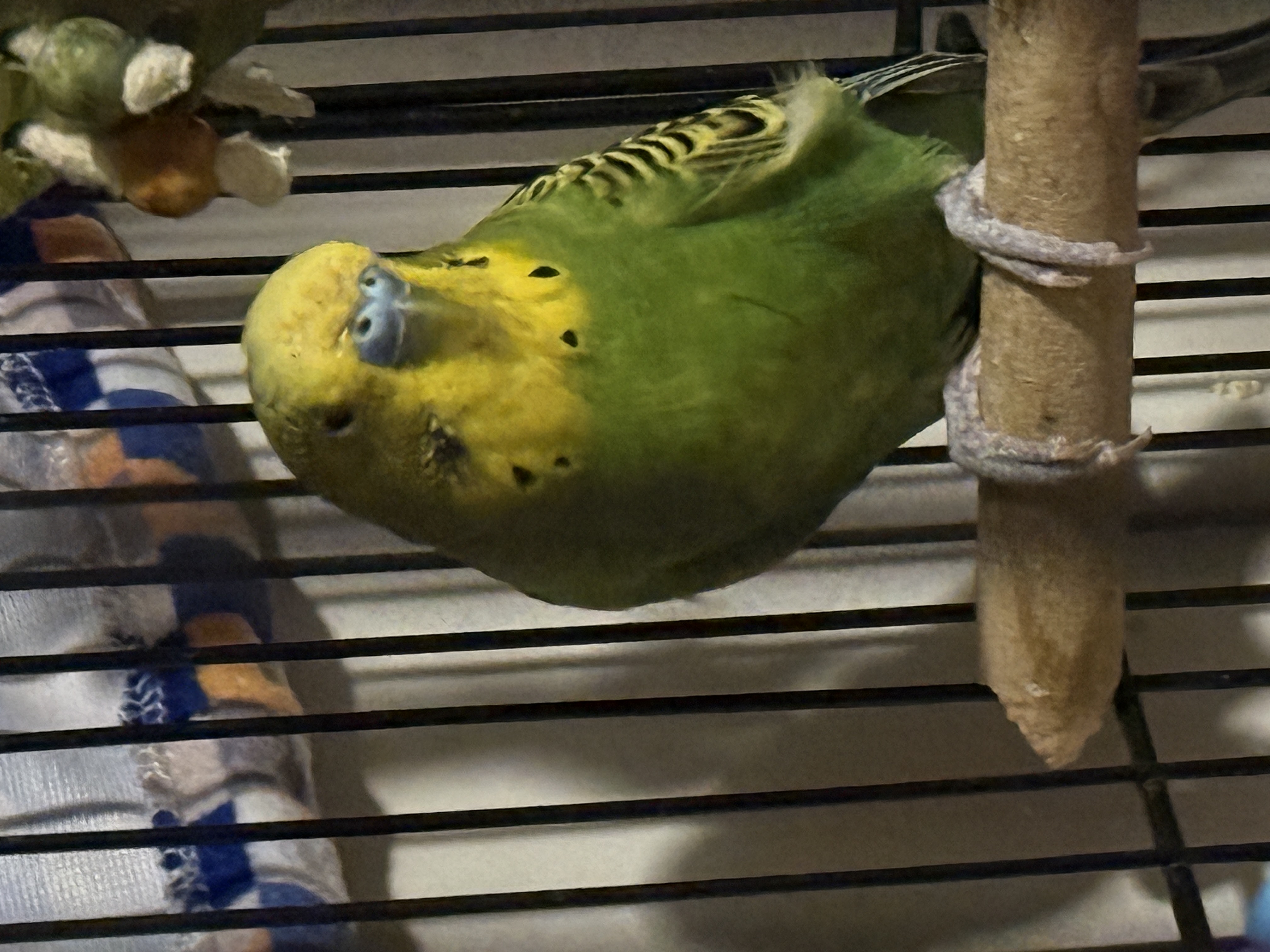 Aviary moment